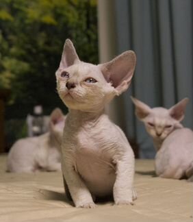 Голубоглазые девонята