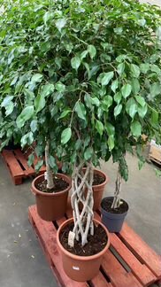 Фикус Бенджамина на цилиндрическом стволе Н 148 см