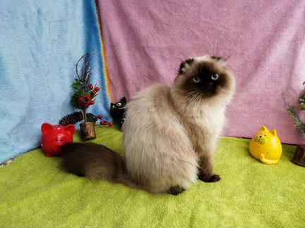 Бейби фейс голубые глаза