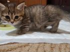 Котёнок Манчкин (короткие лапки, кошка-такса)