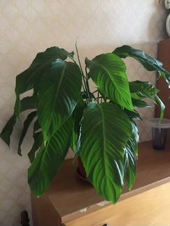 Спатифиллум (женское счастье)