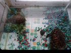 Черепахи с аквариумом объявление продам
