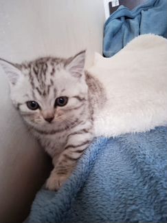 Шотландские