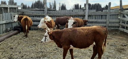Коровы с телятами, бычки, телочки - фотография № 1