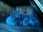 Кролик венский голубой объявление продам