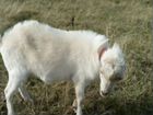 Козлята, дойные козы порода ламанча объявление продам