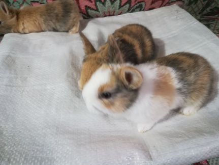 Крольчата
