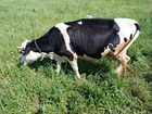 Корова дойная молочная, покрытая
