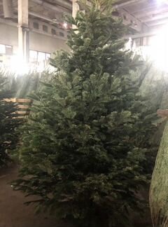 Пихта Фразера