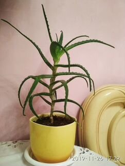 Алоэ, столетник