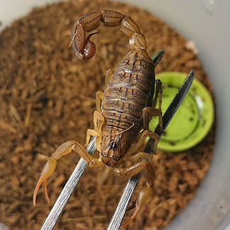 Скорпионы hottentotta hottentotta hottentotta