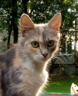 Пушинка ищет Дом