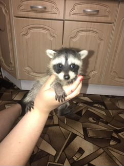 Енот полоскун малыши