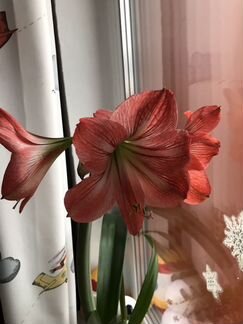 Великолепный Амариллис 2 вида, обмен