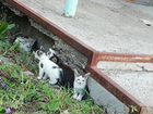 5 очаровательных котят ищут дом. Новостроительная