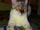 Кот породы бенгальский окрас минк