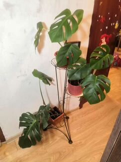 Растение монстера