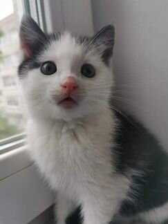 Котенок Оскар в добрые руки