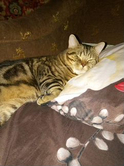 Котик на вязку
