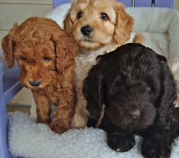 Щенки породы австралийский лабрадудль(Labradoodle)