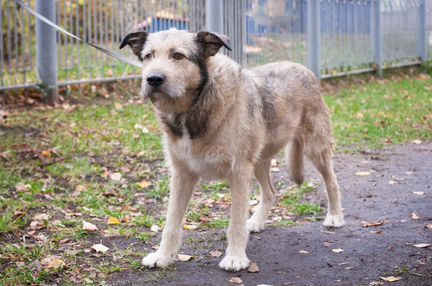 Собака в дар в добрые руки