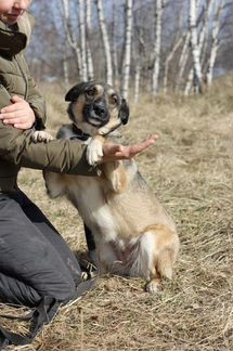 Небольшая собачка Лира в самые лучшие руки