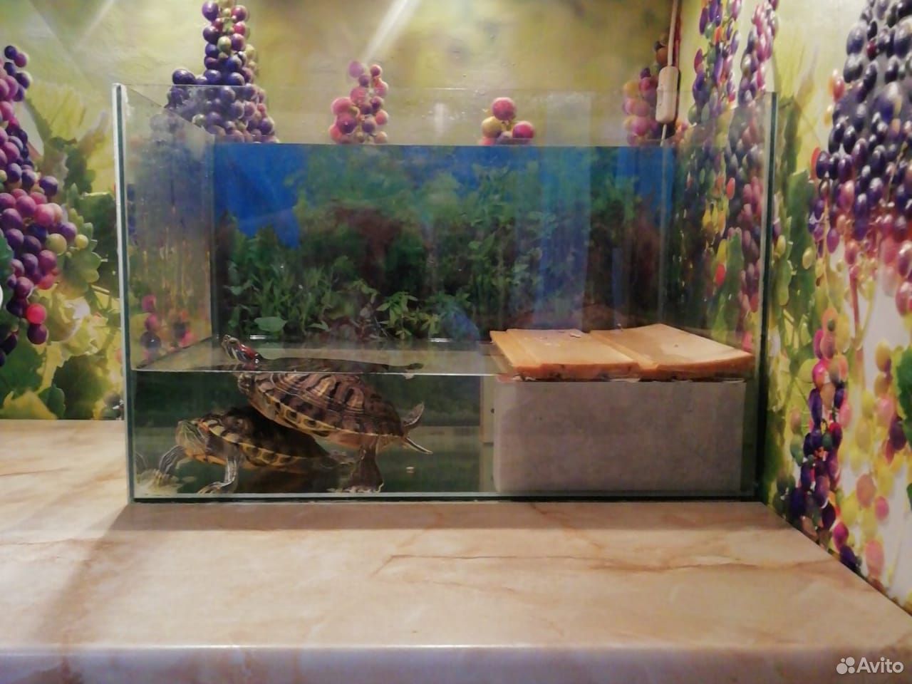 Черепахи, аквариум 89511650350 купить 4