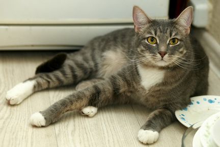 Котик Артур ищет дом