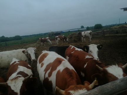 Телята, коровы, нетели - фотография № 9