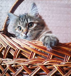 Котенок породы курильский бобтейл