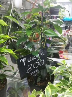 Фикус Бенджамина, укорененный