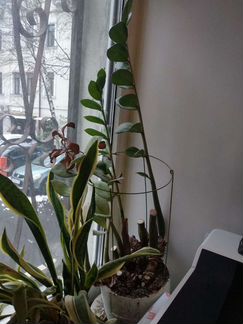 Замиокулькас растение + горшок
