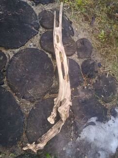 Корни декор