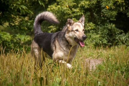 Собака пес Рекс среднего размера в добрые руки