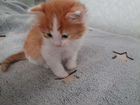 Рыжий котенок мальчик ищет добрых и заботливых хоз