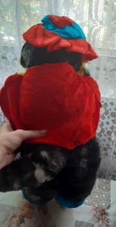 Кот в сапогах (новый)