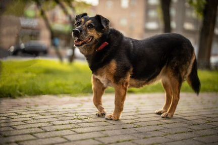 Малинка в добрые руки